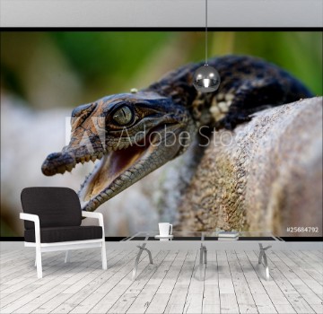 Bild på Cub of a crocodile